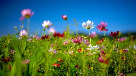 Available screensaver windows 10 windows 8 and. Free download Spring Wildflowers Windows 81 Theme All For ...