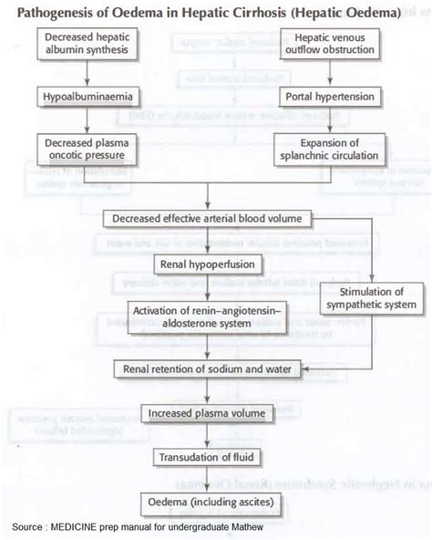 Pathogenesis Of Edema In Hepatic Cirrhosis Edema Grepmed