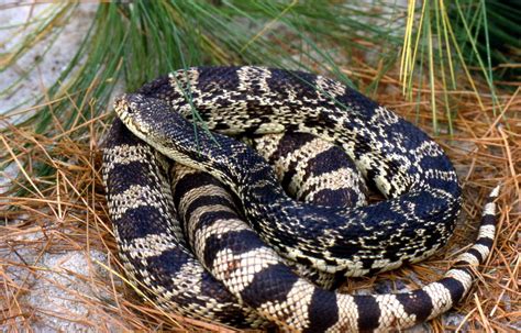 Woodland Park Zoo Blog Saving The Rarest North American Snake