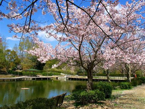 Gambar Taman Bunga Sakura Yang Indah Pernik Dunia Foto Cherry Blossom