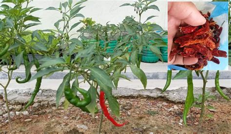 Apakah perusahaan demi hukum tetap sebagai yang berhak atas tanah dan tanam tumbuh yang berada di atasnya? Tanam Cili Guna Benih Dari Cili Kering Je, Memang Boleh ...
