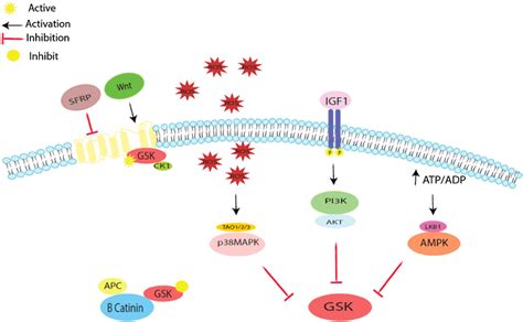GSK3β signal transduction when the wnt signaling pathway is in the