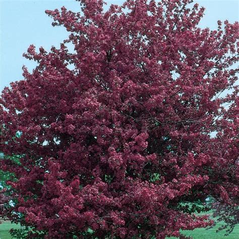 364 Gallon Red Adams Crabapple Flowering Tree In Pot With Soil