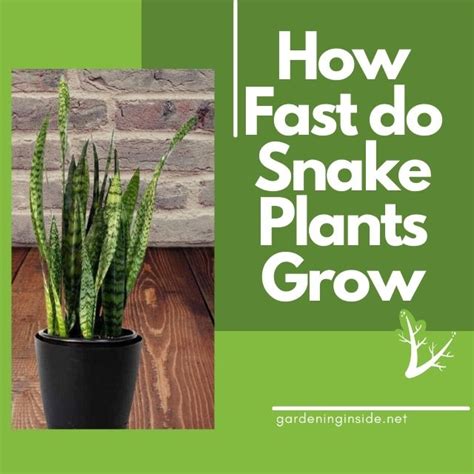How Fast Do Snake Plants Grow And How To Care Snake Plant Plants