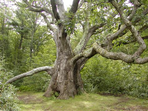 Big Oak This Is One Big Oak Tree We Found While Geocaching Flickr