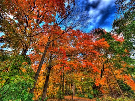 Beautiful Pictures On Twitter Famous Trees Landscape Autumn Forest