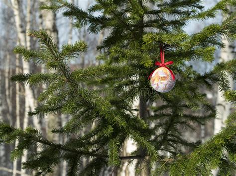 One Sharp Christmas Ball On The Fir Tree Stock Image Image Of