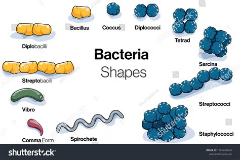 박테리아 또는 미생물 모양의 그림 및 스톡 벡터로열티 프리 1965264604 Shutterstock
