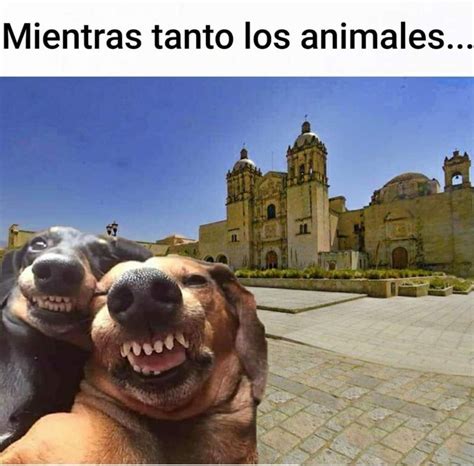 Arriba 102 Foto Imagenes De Memes Graciosos De Perros Actualizar 092023