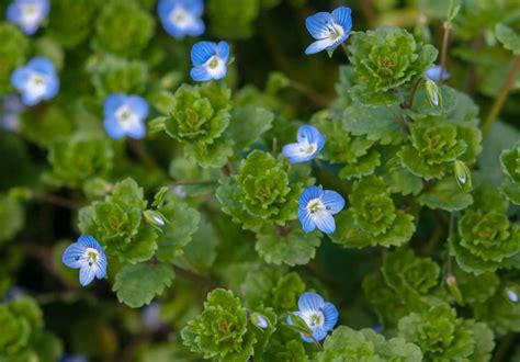 How To Grow Creeping Speedwell
