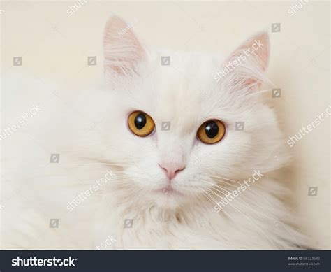 White Cat With Orange Eyes Stock Photo 68723620 Shutterstock