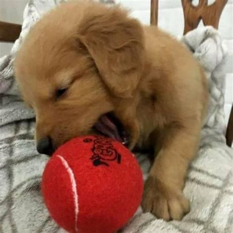 For many, the golden retriever price is well worth it considering what great pets they make. 12 weeks old Golden Retriever puppies for adoption in ...