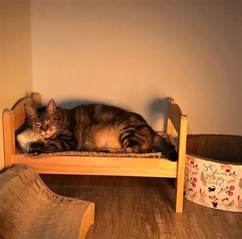 People Are Buying Ikea Mini Beds For Their Cats And Its The Most