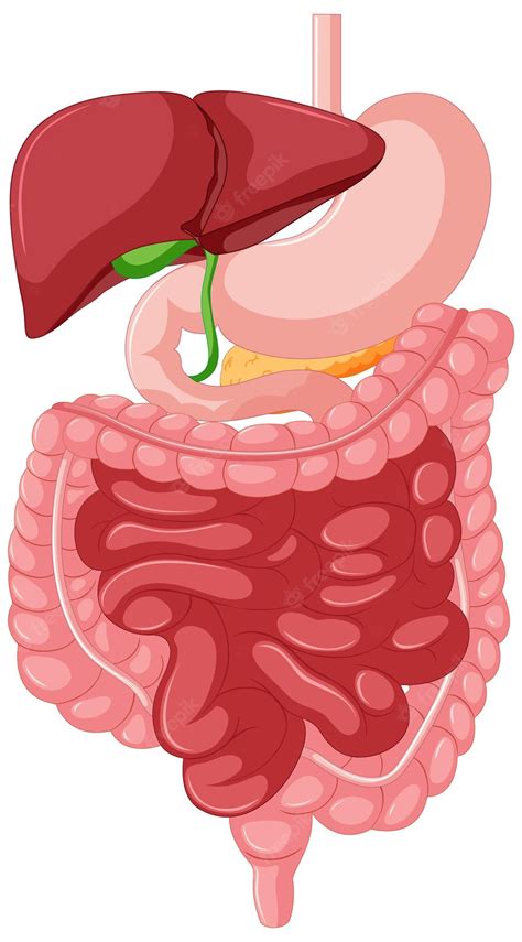 Free Digestive System Clipart Download Free Digestive System Clipart Sexiezpix Web Porn