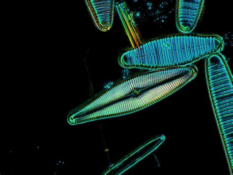 Marine Diatoms Eat Climate Changes Dust Oceanbites