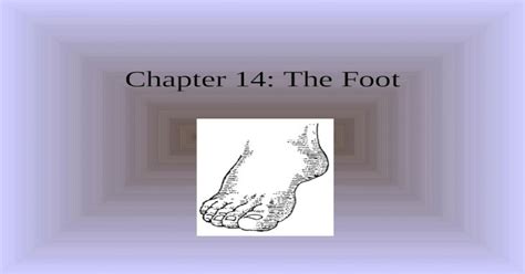 Chapter 14 The Foot Anatomy Of The Foot Muscle Of The Foot And Lower