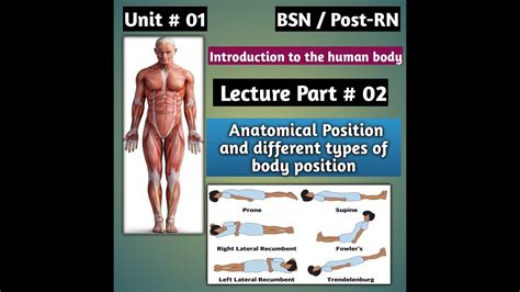 Anatomical Position Human Body Position Types Of Body Position Supine Position Part 2b