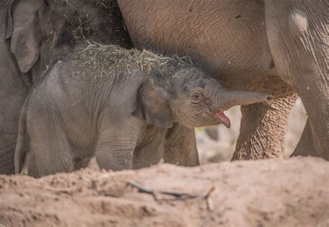 An Elephant Surprised Zookeepers By Giving Birth Three Months After Her