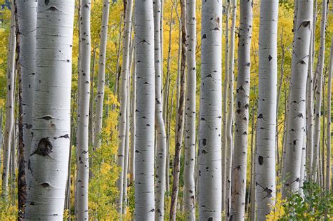 Why You Should Use Birch As Your July Essential Oil Of The Month The