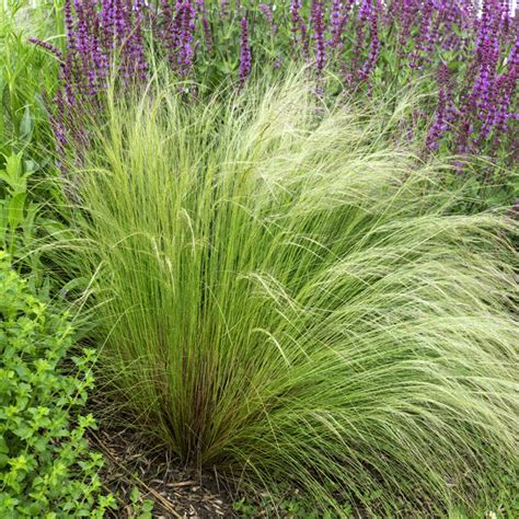 Mexican Feather Grass Seed Stipa Tenuissima Ornamental Grass Seeds My