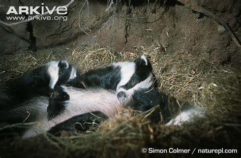 Young Badgers Sleeping In Sett British Wildlife Badger Cute Animals