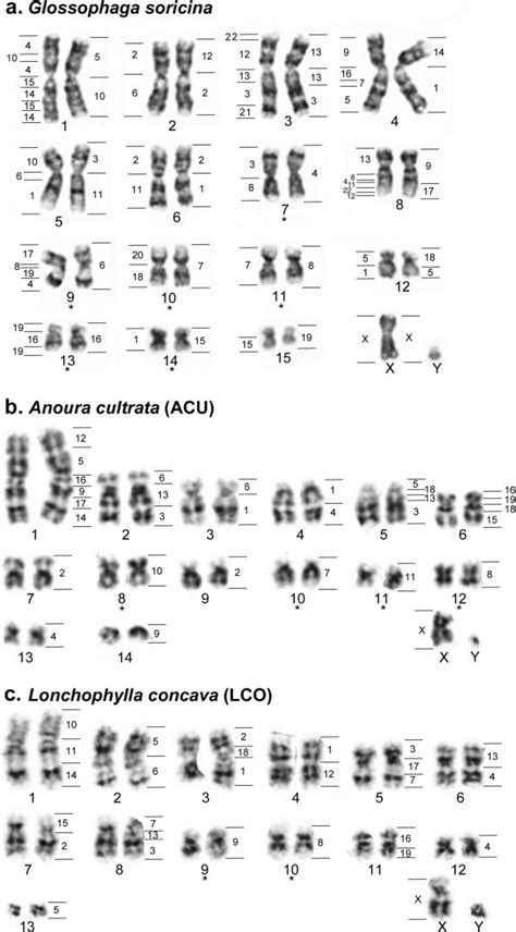 Mca Homologous Chromosomal Regions Mapped On G Banded Karyotypes Of