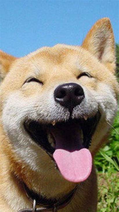 Smile Dog Sc Anjing Lucu Iphone6splus