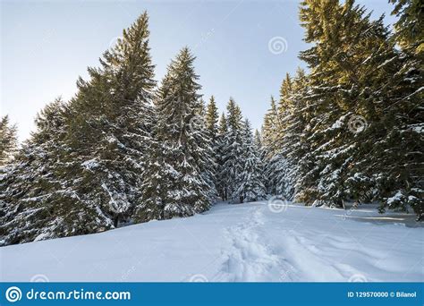 Tall Fir Trees Covered With Thick Snow Under Blue Sky On