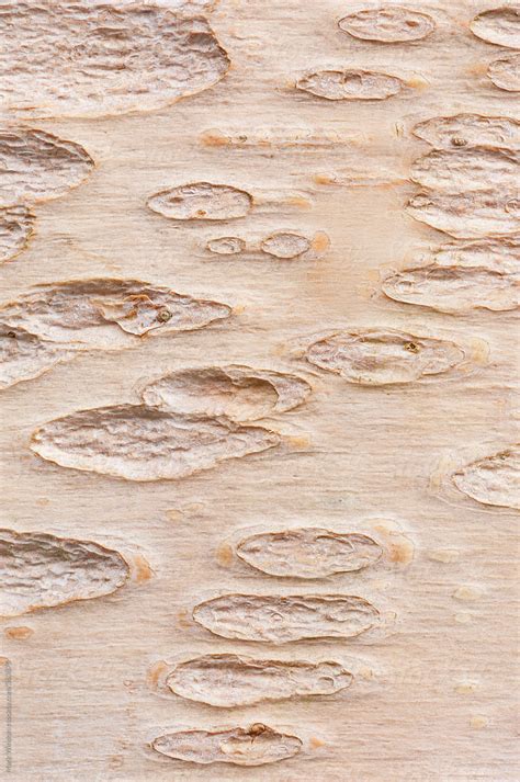 Patterns In The Bark Of A Red Birch Tree Closeup By Stocksy