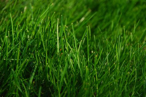 Filegreen Grass Wikimedia Commons