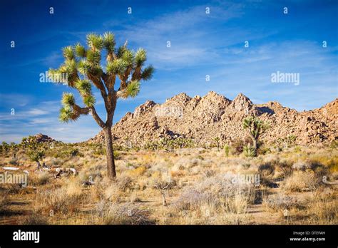 The Joshua Tree Hi Res Stock Photography And Images Alamy