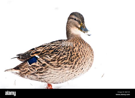 Female Mallard Duck Standing In The Snow Stock Photo Alamy