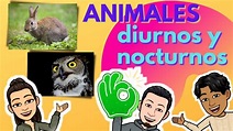 Animales diurnos y nocturnos. - YouTube