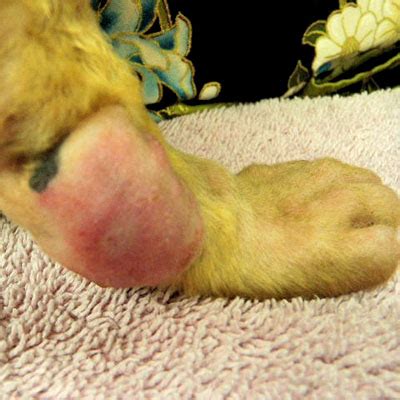 While brain tumors in cats remain fairly uncommon, it is an issue that occurs, and that can sometimes be treated effectively. Dermatology & Allergy Clinic For Animals - Diseases - Tumors