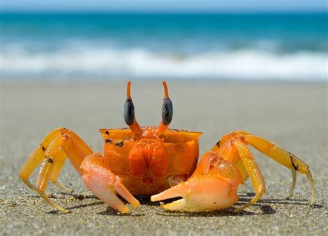 Types Of Crabs Explanation And Visual Guide Crabs Animal Ocean
