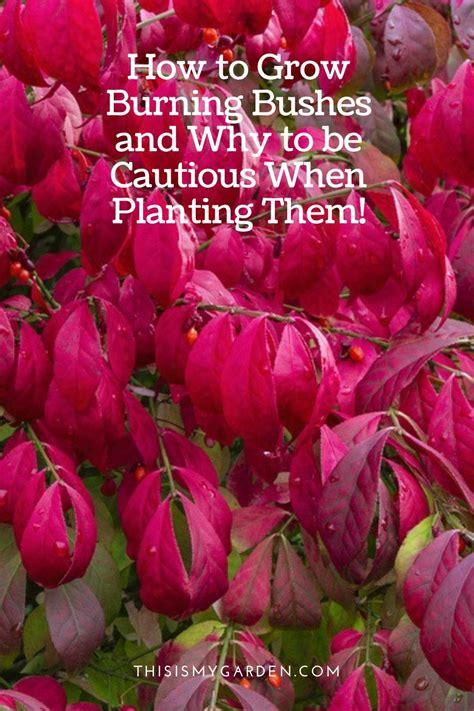 How To Grow Burning Bushes And Why To Be Cautious When Planting In Burning Bushes