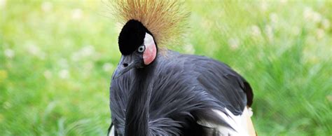 West African Crowned Crane Lehigh Valley Zoo