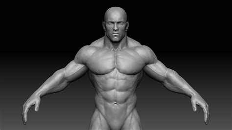 Internal organs include the vas deferens, prostate and urethra. 3d model muscular male body