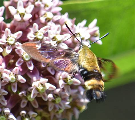Snowberry Clearwing Moth Hemaris Diffinis Insects Of Iowa