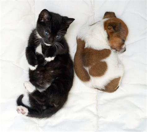 After being rescued, these stray puppies couldn't stop hugging each cats and kittens. Abandoned puppy and kitten become best friends (12 pics) | Amazing Creatures