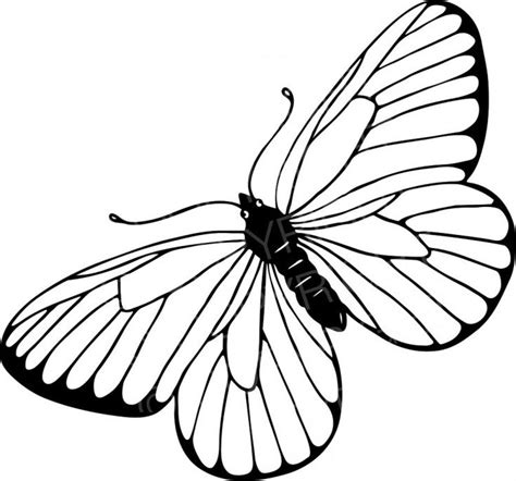 black white  drawing   butterfly prawny insect clip art