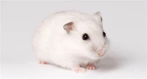 Winter White Hamster Facts Todo Lo Que Necesitas Saber Mark S Trackside