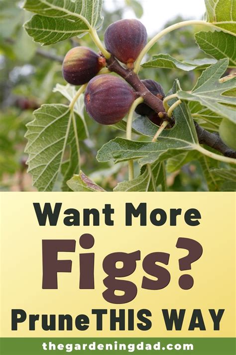 10 Most Effective Tips How To Prune Fig Trees The Gardening Dad Fig