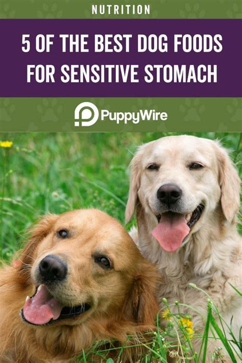 Best senior sensitive stomach dog foods. Does your dog have a sensitive stomach? This article ...