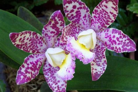 Check spelling or type a new query. Gambar-bunga-anggrek-ungu-putih-cantik by himevitta on ...