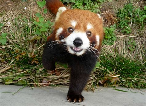 A Red Panda Bear Standing On Top Of A Cement Ground Next To Grass And