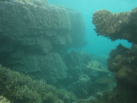 Australia 218 Coral Formation Saxon Reef Gbr Sharpender Flickr
