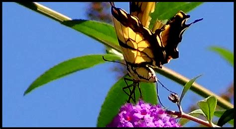 About a very common plant, the stinging nettle can be found growing in gardens, hedgerows, fields, woodlands and many other habitats. Golden Swallowtail Butterfly & White Cosmos Flowers and ...
