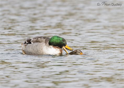 Mallards Mating And Fighting Feathered Photography