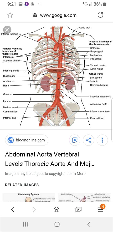 The abdominal wall is the wall enclosing the abdominal cavity that holds a bulk of gastrointestinal viscera. Pin by Jeanne on Anatomy | Abdominal aorta, Bronchial, Thoracic
